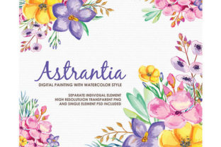Astrantia Watercolor Floral Style Clipart & Illustrations